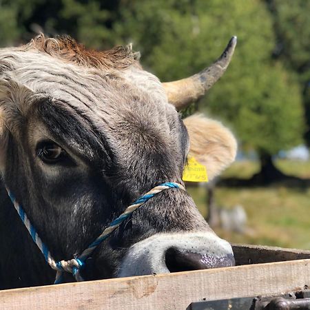 Sule Hof Agriturismo Ortisei Eksteriør bilde