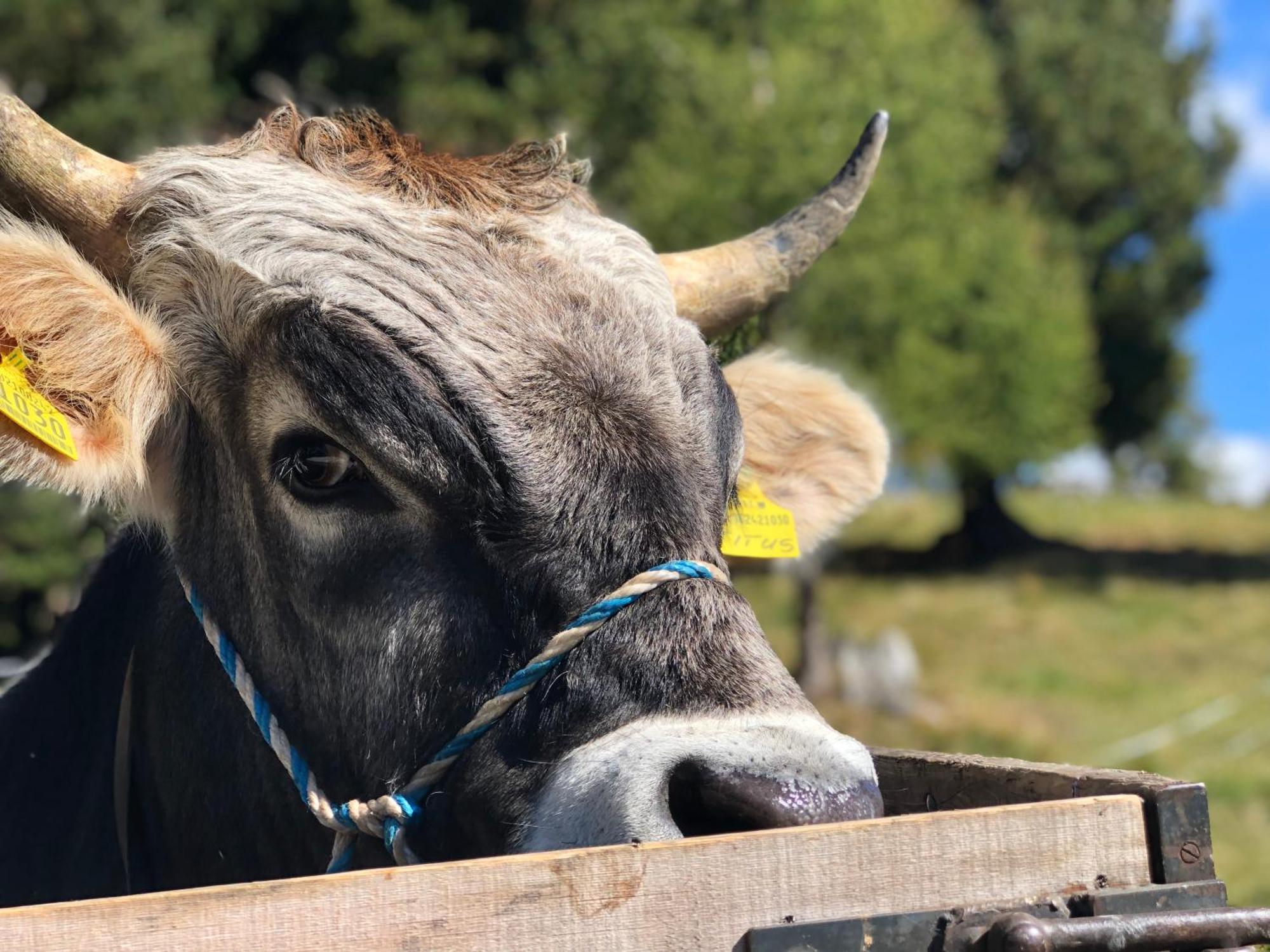 Sule Hof Agriturismo Ortisei Eksteriør bilde
