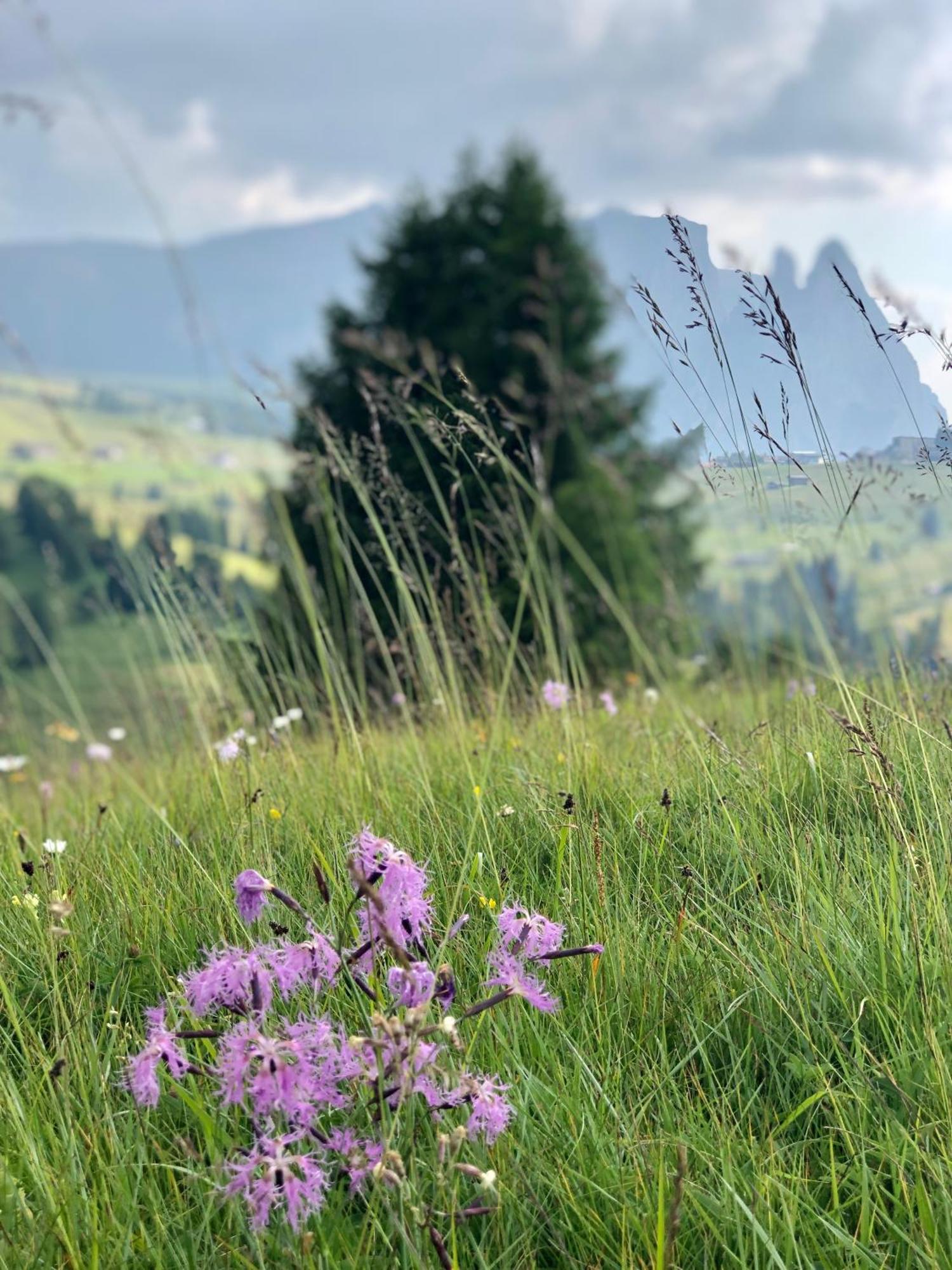 Sule Hof Agriturismo Ortisei Eksteriør bilde
